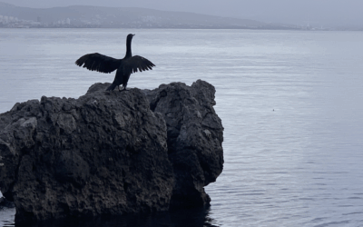Veränderung beginnt mit Klarheit: Ihr nächster Schritt zu mehr Leichtigkeit, Fokus und innerer Stärke
